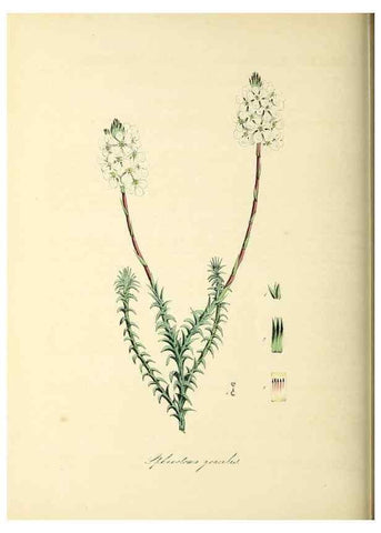 Reproducción/Reproduction 26195631839: Plantæ utiliores :. London :Whittaker & Co.,1842-1850.. 