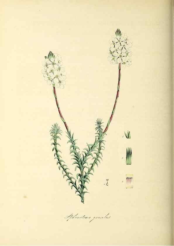 Reproducción/Reproduction 26195631839: Plantæ utiliores :. London :Whittaker & Co.,1842-1850.. 