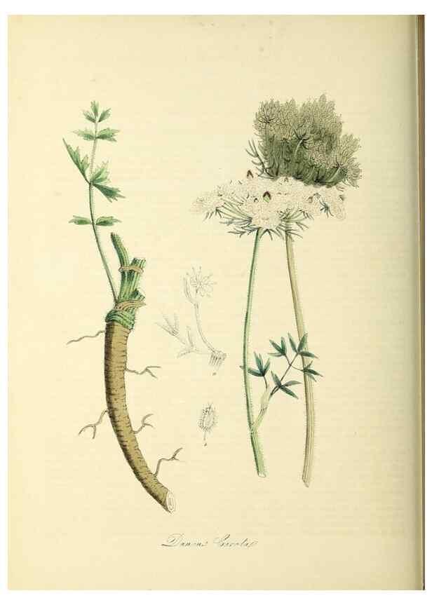 Reproducción/Reproduction 26195633859: Plantæ utiliores :. London :Whittaker & Co.,1842-1850.. 