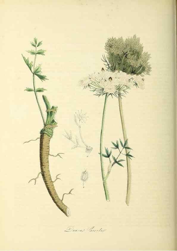 Reproducción/Reproduction 26195633859: Plantæ utiliores :. London :Whittaker & Co.,1842-1850.. 
