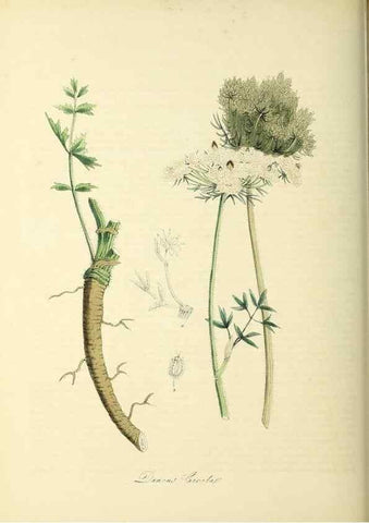 Reproducción/Reproduction 26195633859: Plantæ utiliores :. London :Whittaker & Co.,1842-1850.. 