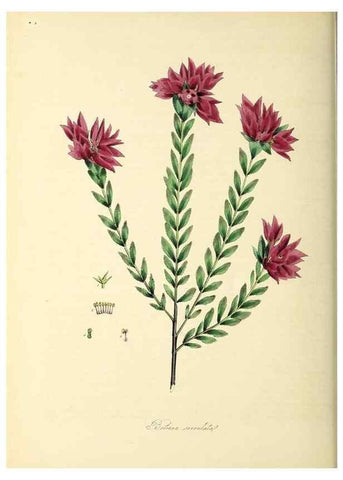 Reproducción/Reproduction 26195635409: Plantæ utiliores :. London :Whittaker & Co.,1842-1850.. 