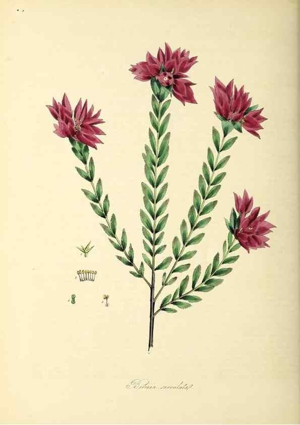Reproducción/Reproduction 26195635409: Plantæ utiliores :. London :Whittaker & Co.,1842-1850.. 