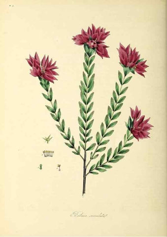 Reproducción/Reproduction 26195635409: Plantæ utiliores :. London :Whittaker & Co.,1842-1850.. 