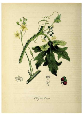 Reproducción/Reproduction 26195637099: Plantæ utiliores :. London :Whittaker & Co.,1842-1850.. 