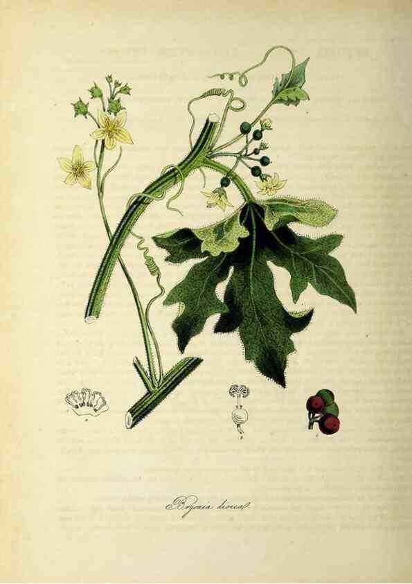 Reproducción/Reproduction 26195637099: Plantæ utiliores :. London :Whittaker & Co.,1842-1850.. 