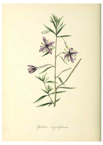 Reproducción/Reproduction 37940624962: Plantæ utiliores :. London :Whittaker & Co.,1842-1850.. 