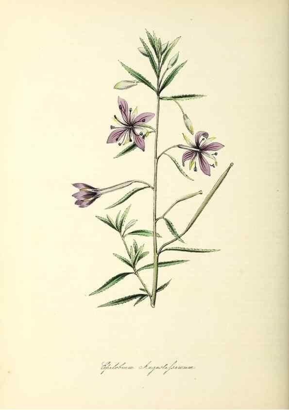 Reproducción/Reproduction 37940624962: Plantæ utiliores :. London :Whittaker & Co.,1842-1850.. 
