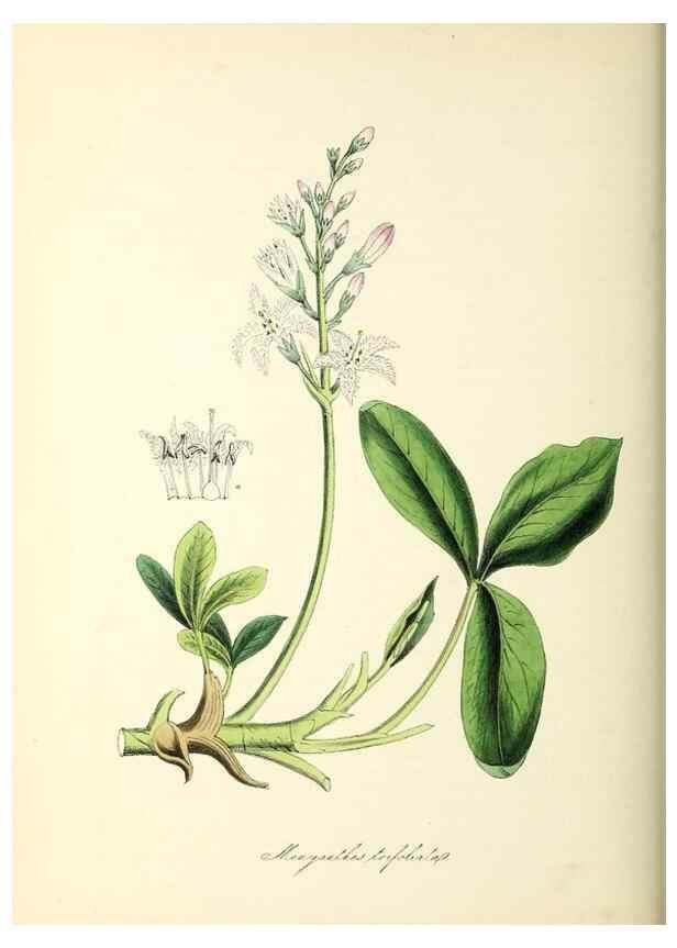 Reproducción/Reproduction 37940626382: Plantæ utiliores :. London :Whittaker & Co.,1842-1850.. 