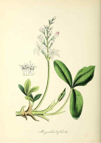 Reproducción/Reproduction 37940626382: Plantæ utiliores :. London :Whittaker & Co.,1842-1850.. 