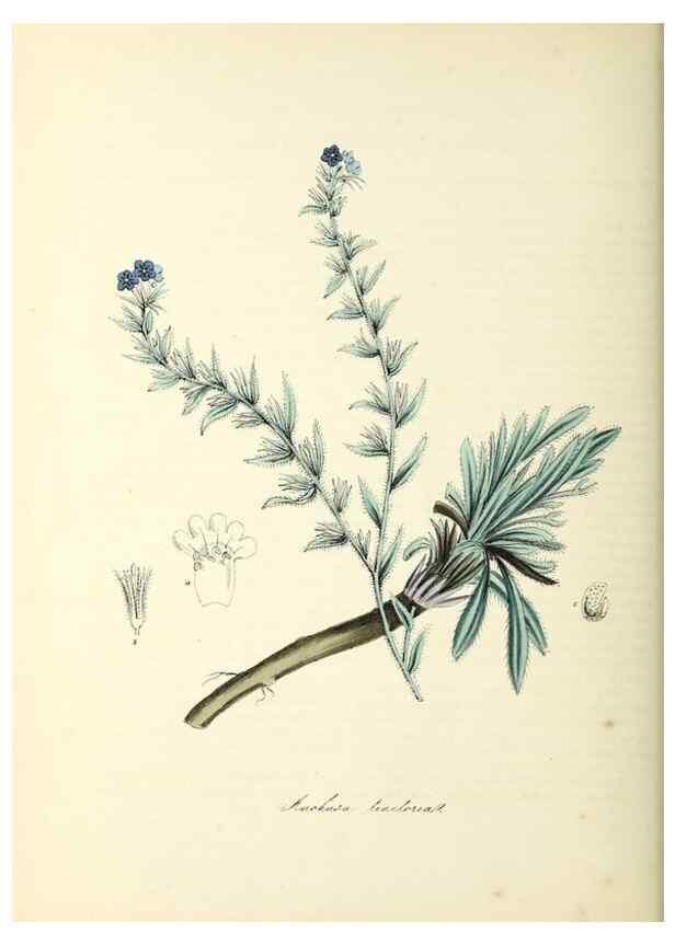 Reproducción/Reproduction 37940627822: Plantæ utiliores :. London :Whittaker & Co.,1842-1850.. 