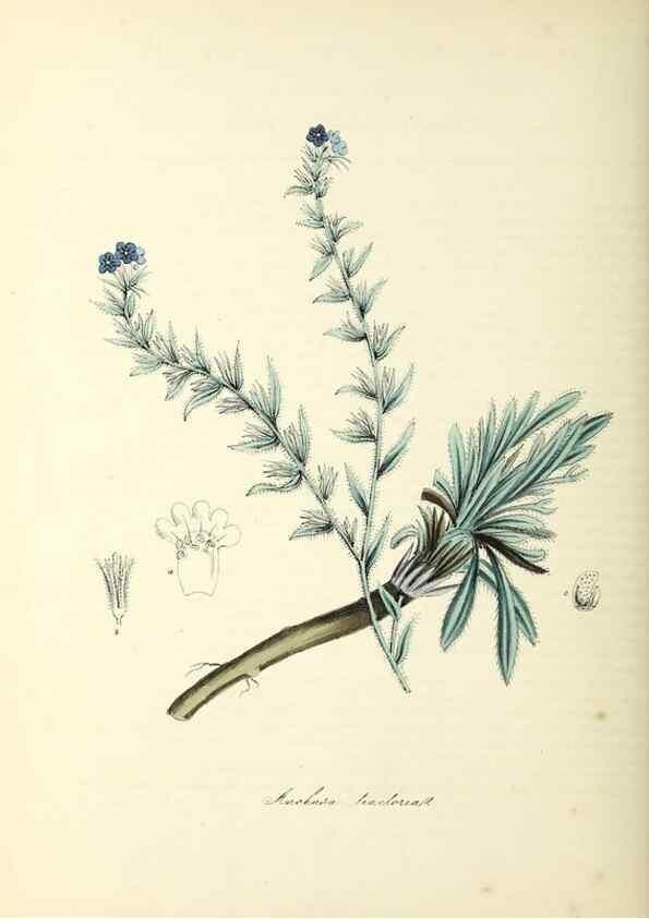 Reproducción/Reproduction 37940627822: Plantæ utiliores :. London :Whittaker & Co.,1842-1850.. 