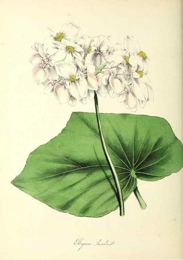 Reproducción/Reproduction 24119963608: Plantæ utiliores :. London :Whittaker & Co.,1842-1850.. 