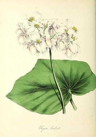 Reproducción/Reproduction 24119963608: Plantæ utiliores :. London :Whittaker & Co.,1842-1850.. 