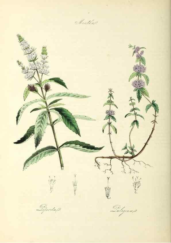 Reproducción/Reproduction 24119965528: Plantæ utiliores :. London :Whittaker & Co.,1842-1850.. 