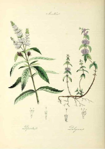 Reproducción/Reproduction 24119965528: Plantæ utiliores :. London :Whittaker & Co.,1842-1850.. 