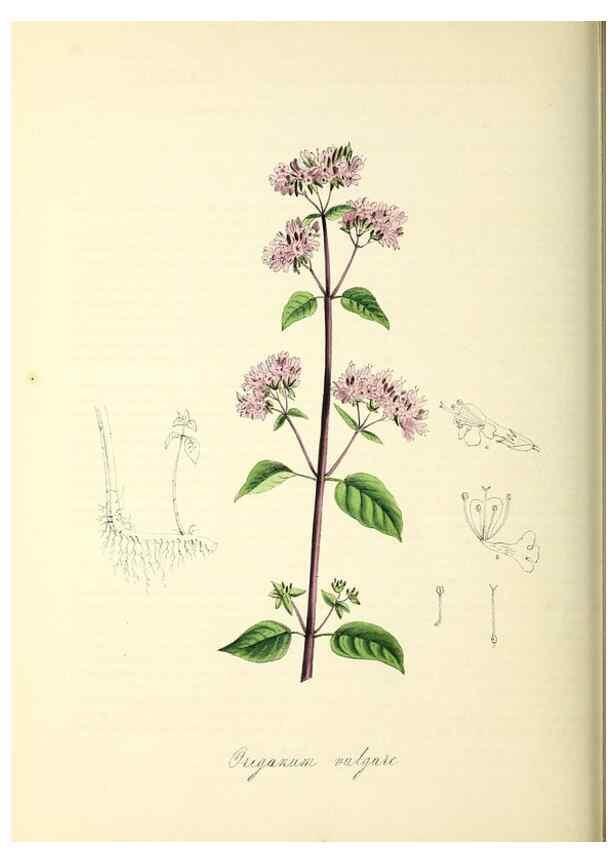 Reproducción/Reproduction 26195617599: Plantæ utiliores :. London :Whittaker & Co.,1842-1850.. 