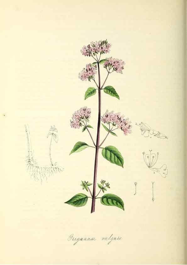 Reproducción/Reproduction 26195617599: Plantæ utiliores :. London :Whittaker & Co.,1842-1850.. 