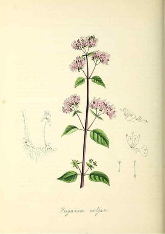 Reproducción/Reproduction 26195617599: Plantæ utiliores :. London :Whittaker & Co.,1842-1850.. 