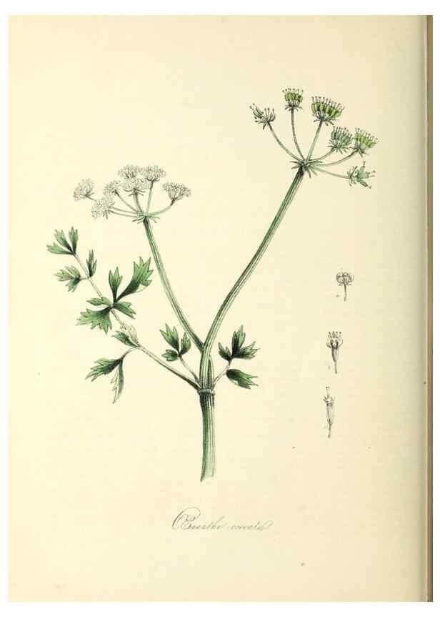 Reproducción/Reproduction 26195615629: Plantæ utiliores :. London :Whittaker & Co.,1842-1850.. 