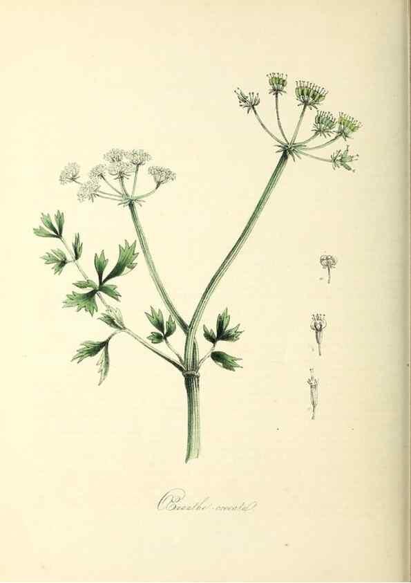 Reproducción/Reproduction 26195615629: Plantæ utiliores :. London :Whittaker & Co.,1842-1850.. 