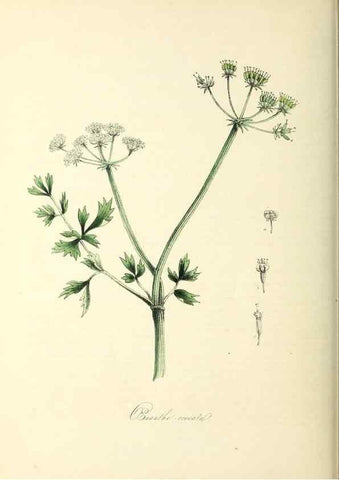 Reproducción/Reproduction 26195615629: Plantæ utiliores :. London :Whittaker & Co.,1842-1850.. 
