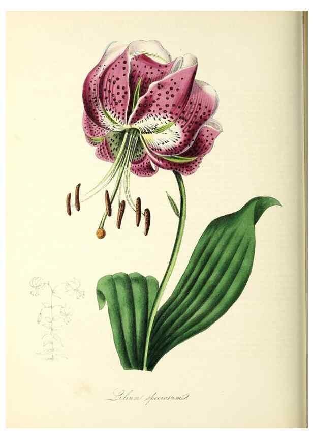 Reproducción/Reproduction 37940602742: Plantæ utiliores :. London :Whittaker & Co.,1842-1850.. 