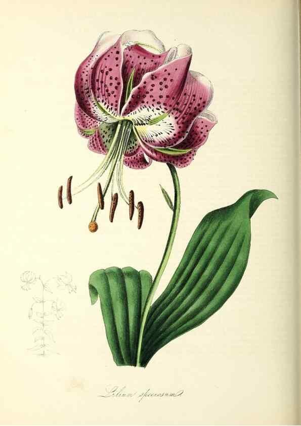 Reproducción/Reproduction 37940602742: Plantæ utiliores :. London :Whittaker & Co.,1842-1850.. 