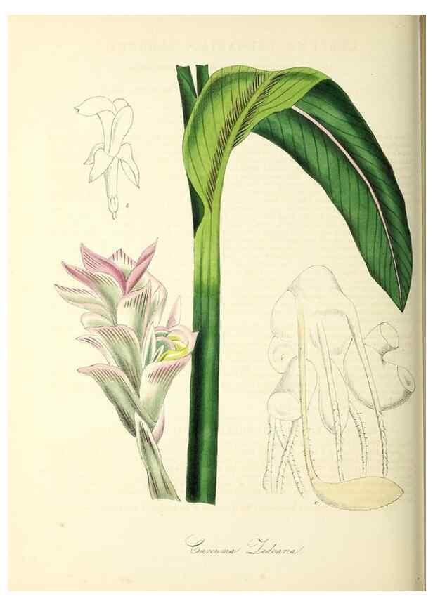 Reproducción/Reproduction 37940600102: Plantæ utiliores :. London :Whittaker & Co.,1842-1850.. 