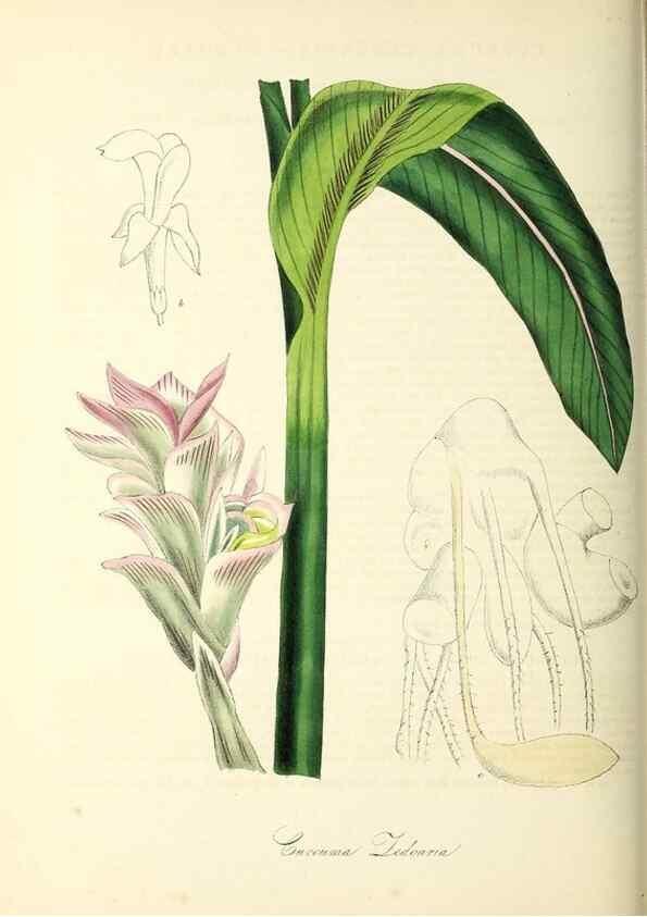 Reproducción/Reproduction 37940600102: Plantæ utiliores :. London :Whittaker & Co.,1842-1850.. 