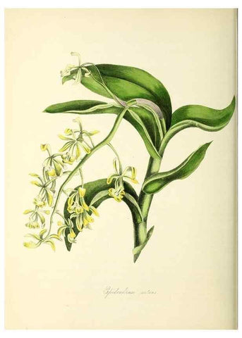 Reproducción/Reproduction 26195571959: Plantæ utiliores :. London :Whittaker & Co.,1842-1850.. 