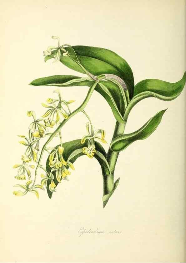 Reproducción/Reproduction 26195571959: Plantæ utiliores :. London :Whittaker & Co.,1842-1850.. 