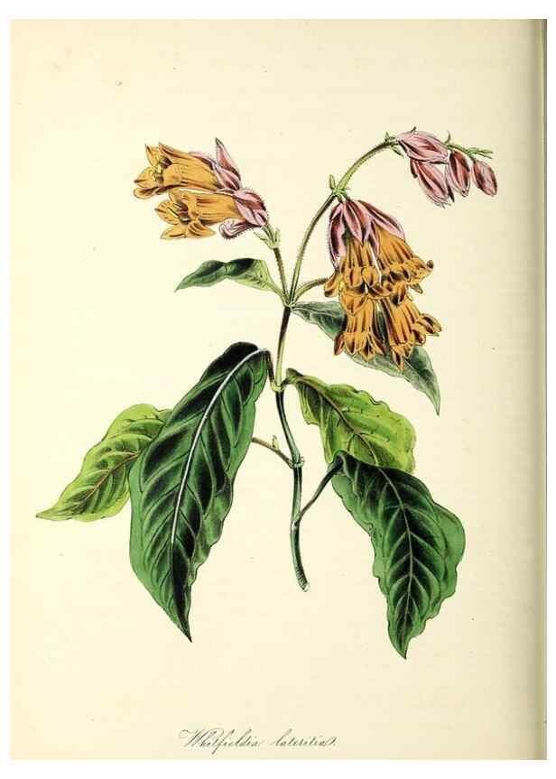 Reproducción/Reproduction 26195574629: Plantæ utiliores :. London :Whittaker & Co.,1842-1850.. 