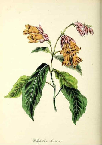 Reproducción/Reproduction 26195574629: Plantæ utiliores :. London :Whittaker & Co.,1842-1850.. 