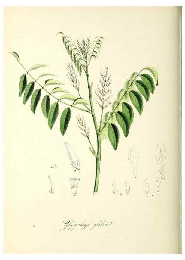 Reproducción/Reproduction 26195577539: Plantæ utiliores :. London :Whittaker & Co.,1842-1850.. 