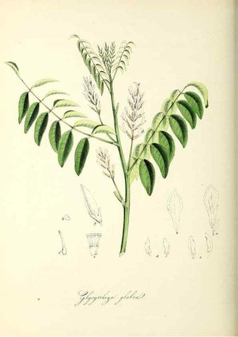 Reproducción/Reproduction 26195577539: Plantæ utiliores :. London :Whittaker & Co.,1842-1850.. 