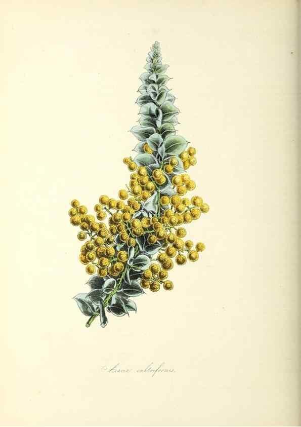 Reproducción/Reproduction 26195580639: Plantæ utiliores :. London :Whittaker & Co.,1842-1850.. 