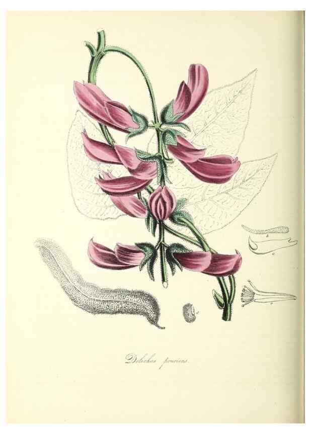 Reproducción/Reproduction 26195583209: Plantæ utiliores :. London :Whittaker & Co.,1842-1850.. 