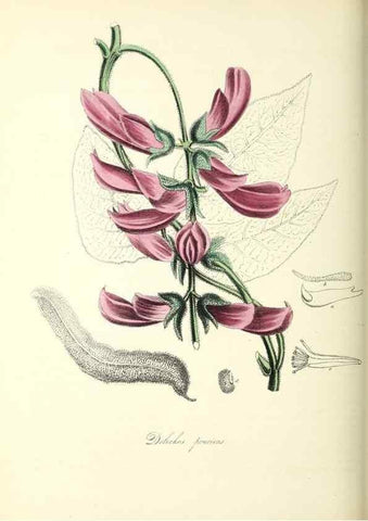 Reproducción/Reproduction 26195583209: Plantæ utiliores :. London :Whittaker & Co.,1842-1850.. 