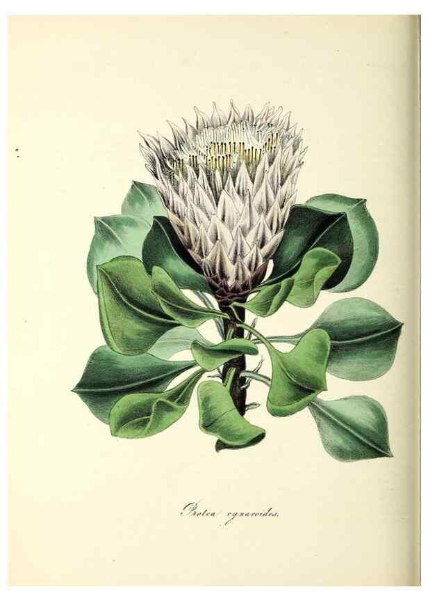 Reproducción/Reproduction 26195588259: Plantæ utiliores :. London :Whittaker & Co.,1842-1850.. 