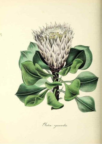 Reproducción/Reproduction 26195588259: Plantæ utiliores :. London :Whittaker & Co.,1842-1850.. 