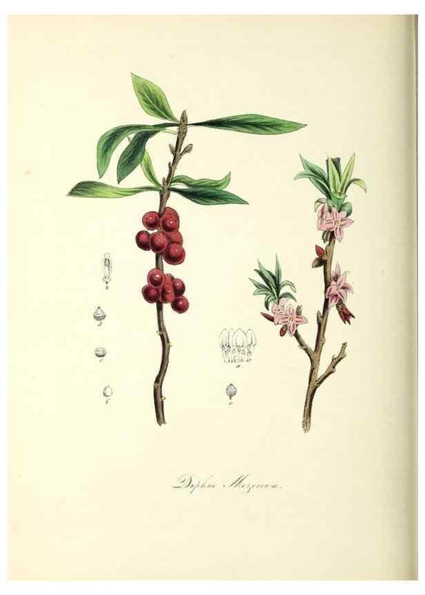 Reproducción/Reproduction 26195591429: Plantæ utiliores :. London :Whittaker & Co.,1842-1850.. 