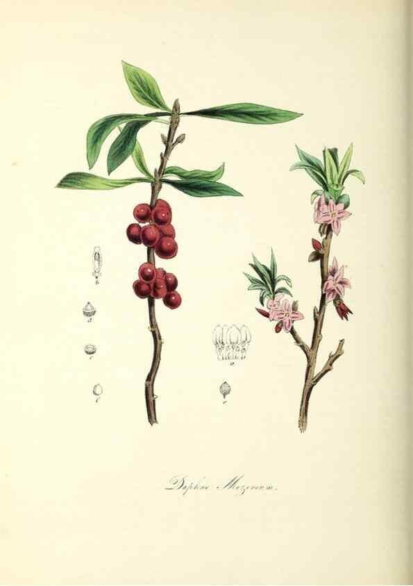 Reproducción/Reproduction 26195591429: Plantæ utiliores :. London :Whittaker & Co.,1842-1850.. 