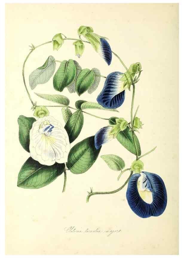Reproducción/Reproduction 37971101901: Plantæ utiliores :. London :Whittaker & Co.,1842-1850.. 