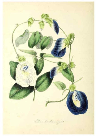 Reproducción/Reproduction 37971101901: Plantæ utiliores :. London :Whittaker & Co.,1842-1850.. 