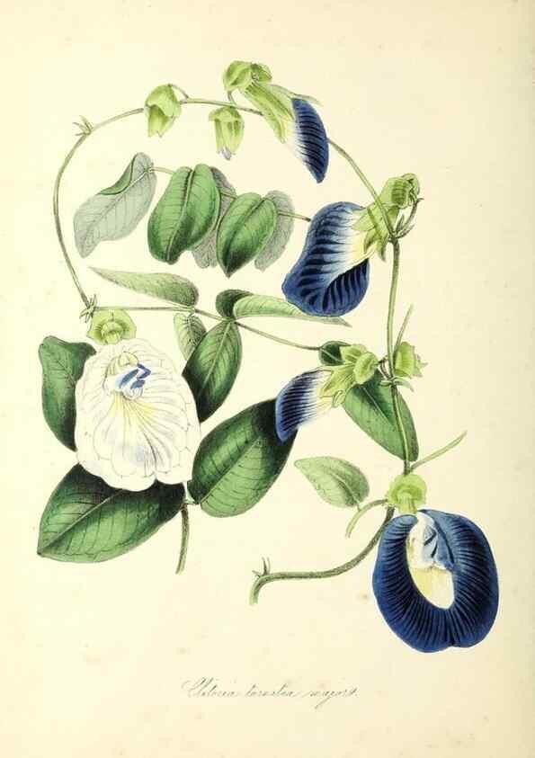 Reproducción/Reproduction 37971101901: Plantæ utiliores :. London :Whittaker & Co.,1842-1850.. 