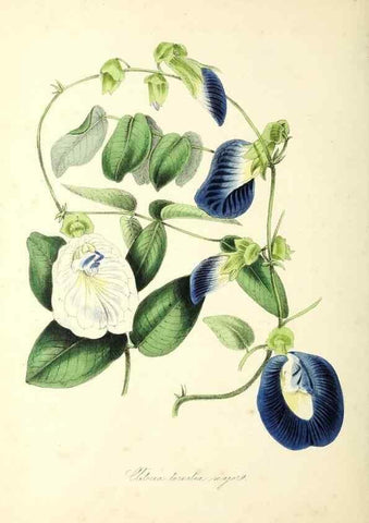 Reproducción/Reproduction 37971101901: Plantæ utiliores :. London :Whittaker & Co.,1842-1850.. 