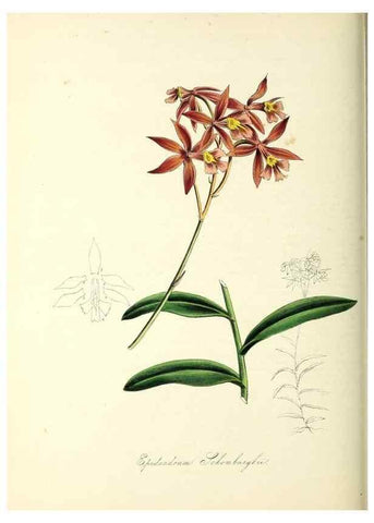 Reproducción/Reproduction 26195594179: Plantæ utiliores :. London :Whittaker & Co.,1842-1850.. 