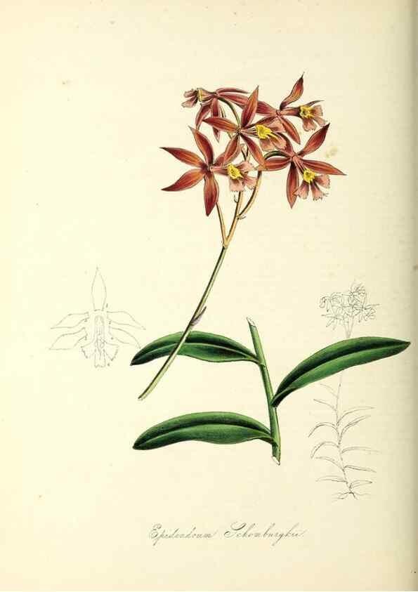 Reproducción/Reproduction 26195594179: Plantæ utiliores :. London :Whittaker & Co.,1842-1850.. 
