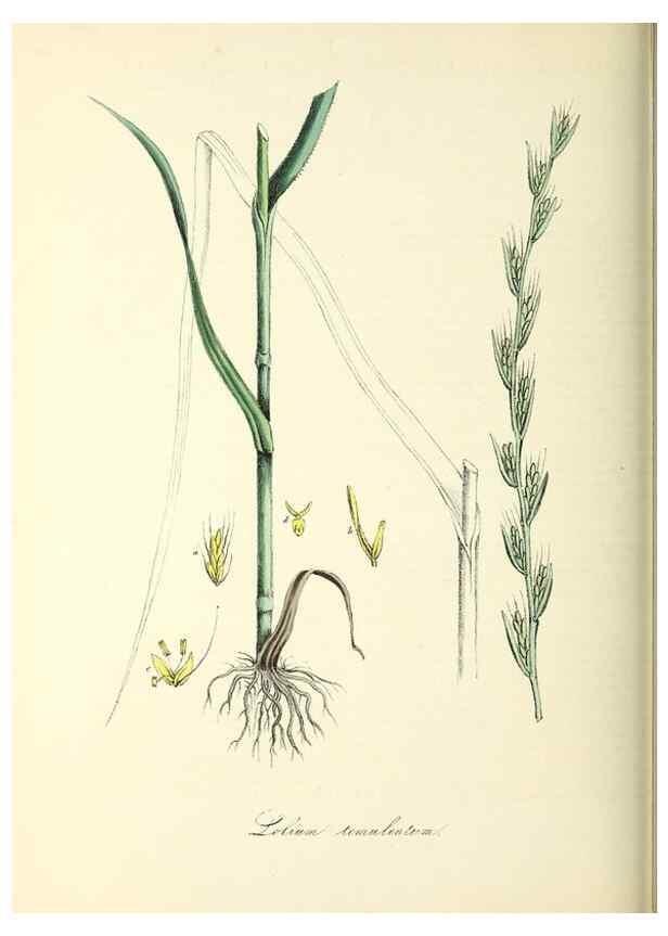 Reproducción/Reproduction 26195599279: Plantæ utiliores :. London :Whittaker & Co.,1842-1850.. 